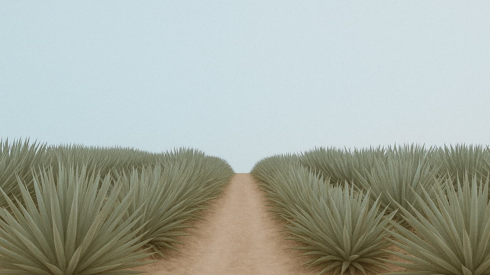 Campo de agaves en Oaxaca