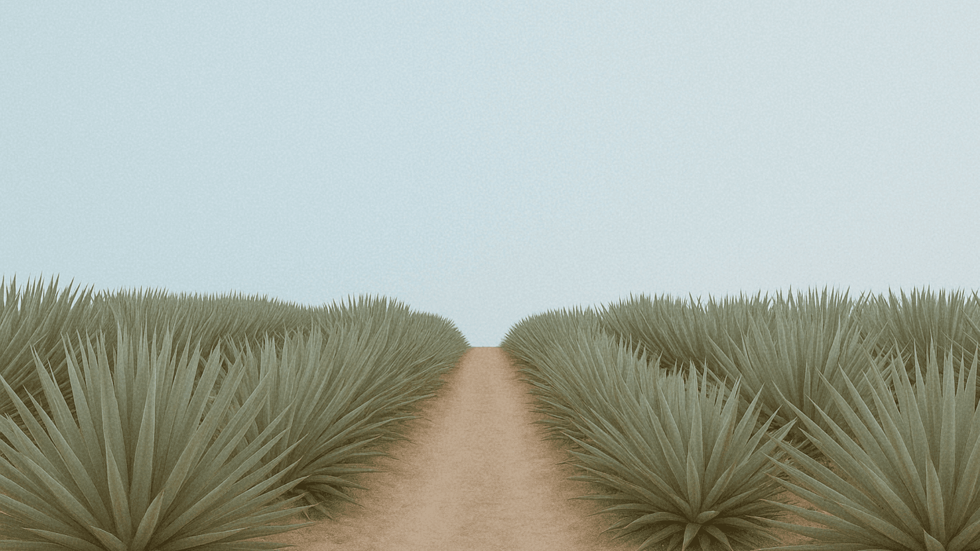 Agave plantation in Oaxaca